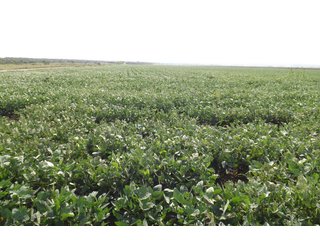 Property photo 21 - REAL ESTATE AUCTION - 1,000+/- ACRES OFFERED IN 10 TRACTS IN PITTSBURG CO., OKLAHOMA
